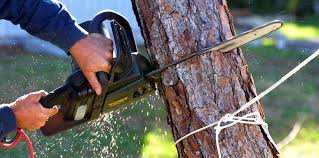 Best Tree Trimming and Pruning  in Brookneal, VA